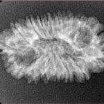 16 Mukhi Rudraksha 28.6mm 2.57gm - Xray