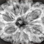 8 Mukhi Rudraksha 32.5mm 8.32gm - Xray