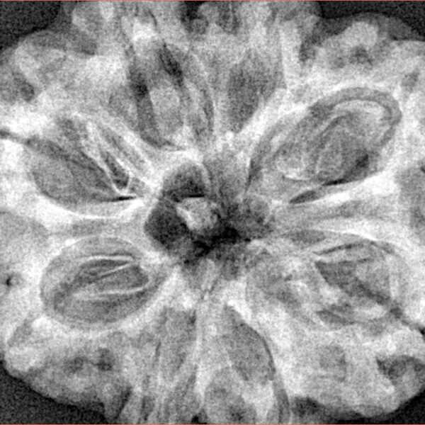 8 Mukhi Rudraksha 32.5mm 8.32gm - Xray