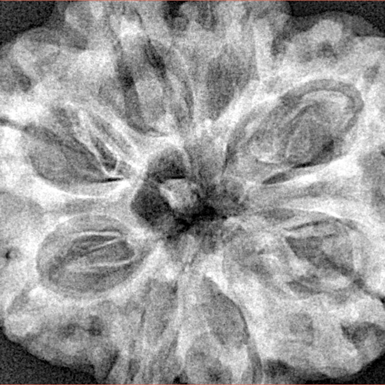 8 Mukhi Rudraksha 32.5mm 8.32gm - Xray