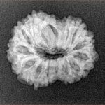 14 Mukhi Rudraksha 22.2mm 2.58gm - Origin: Indonesia - Xray