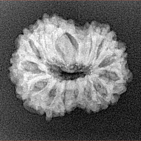 14 Mukhi Rudraksha 22.2mm 2.58gm - Origin: Indonesia - Xray