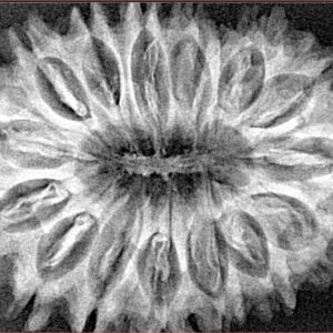 16 Mukhi Rudraksha 34.8mm 6.13gm - Xray