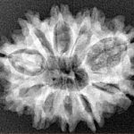 10 Mukhi Rudraksha 25.8mm 3.66gm - Xray