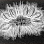 17 Mukhi Rudraksha 30.2mm 4.91gm - Xray