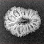 14 Mukhi Rudraksha 22.3mm 2.39gm - Xray