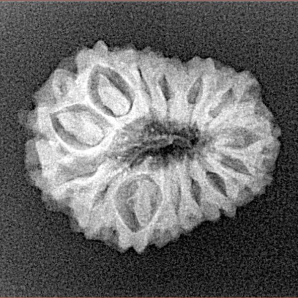 14 Mukhi Rudraksha 22.3mm 2.39gm - Xray
