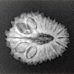 16 Mukhi Rudraksha 22.5mm 2.62gm - Xray