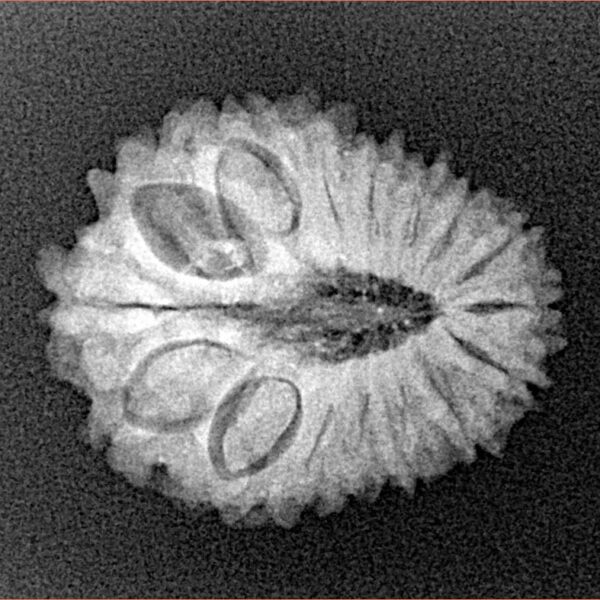 16 Mukhi Rudraksha 22.5mm 2.62gm - Xray