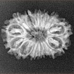14 Mukhi Rudraksha 24.7mm 2.44gm - Xray
