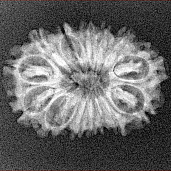 14 Mukhi Rudraksha 24.7mm 2.44gm - Xray