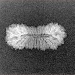 26 Mukhi Rudraksha 21.2mm 1gm - Origin: Indonesia - Xray