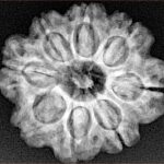 8 Mukhi Rudraksha 23.7mm 4.28gm - Xray