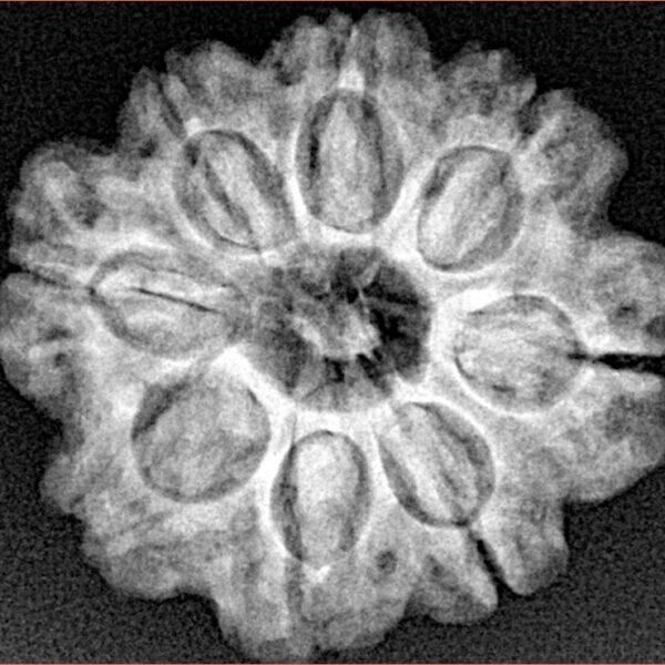 8 Mukhi Rudraksha 23.7mm 4.28gm - Xray