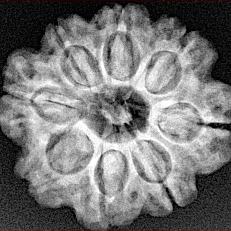 8 Mukhi Rudraksha 23.7mm 4.28gm - Xray