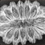 15 Mukhi Rudraksha 33.9mm 5.19gm - Xray