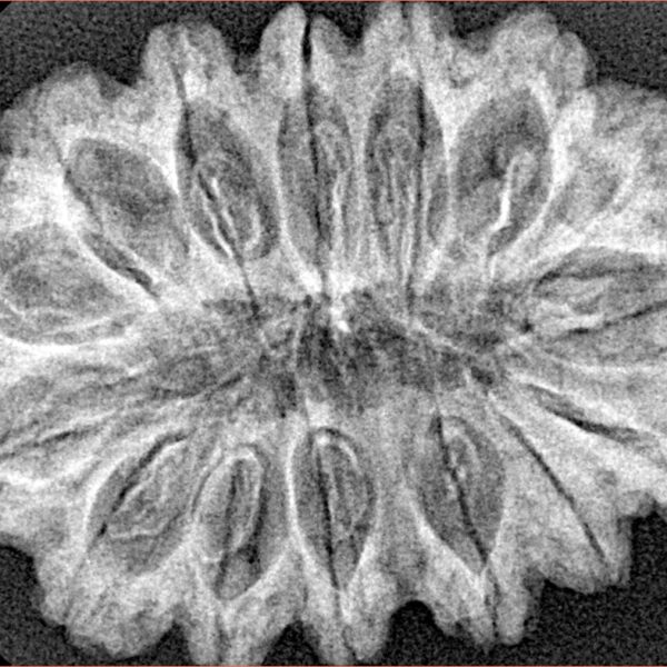 15 Mukhi Rudraksha 33.9mm 5.19gm - Xray