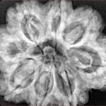 8 Mukhi Rudraksha 29.7mm 7.77gm - Xray