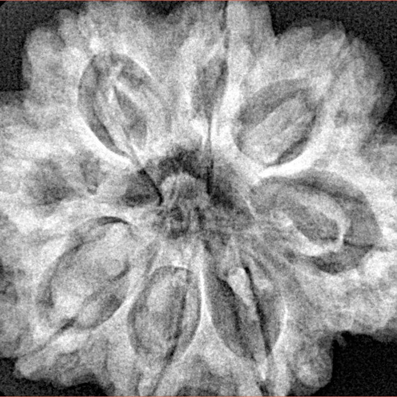8 Mukhi Rudraksha 29.7mm 7.77gm - Xray