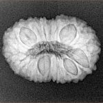 19 Mukhi Rudraksha 24.1mm 3.32gm - Xray