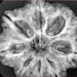 8 Mukhi Rudraksha 29.6mm 6.9gm - Xray