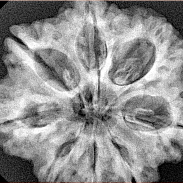8 Mukhi Rudraksha 29.6mm 6.9gm - Xray