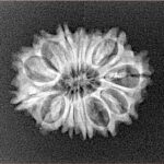 14 Mukhi Rudraksha 22.4mm 2.31gm - Xray