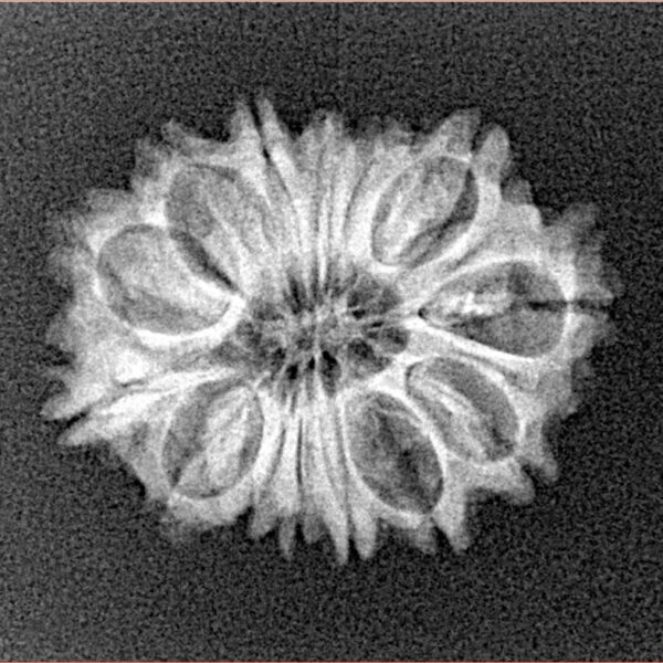 14 Mukhi Rudraksha 22.4mm 2.31gm - Xray