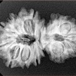 14 Mukhi Garbhgauri 30.5mm 4.53gm - Xray