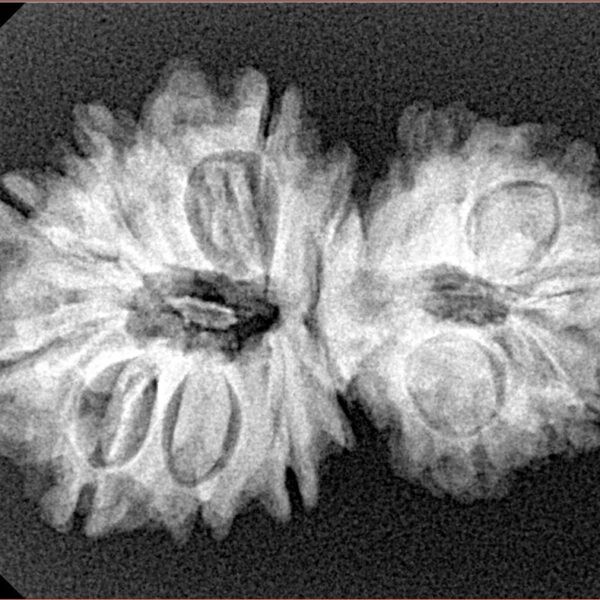 14 Mukhi Garbhgauri 30.5mm 4.53gm - Xray
