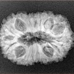 16 Mukhi Rudraksha 26.6mm 3.62gm - Xray