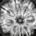 8 Mukhi Rudraksha 29.4mm 7.09gm - Xray