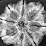 8 Mukhi Rudraksha 29.4mm 5.85gm - Xray