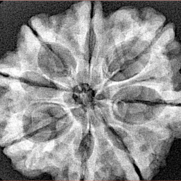 8 Mukhi Rudraksha 29.4mm 5.85gm - Xray