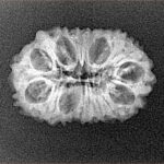 16 Mukhi Ganesh 22.8mm 2gm - Xray