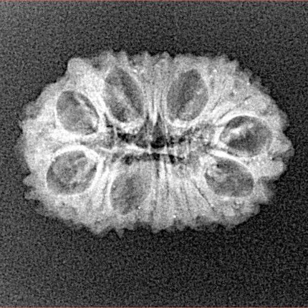 16 Mukhi Ganesh 22.8mm 2gm - Xray