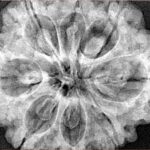 8 Mukhi Rudraksha 32.5mm 8.44gm - Xray