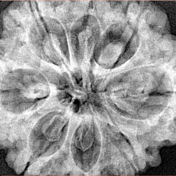 8 Mukhi Rudraksha 32.5mm 8.44gm - Xray