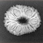 14 Mukhi Rudraksha 22.5mm 2.48gm - Xray