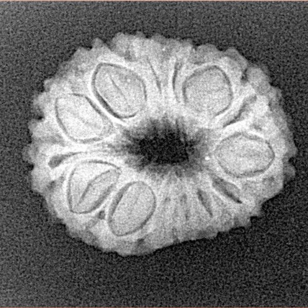 14 Mukhi Rudraksha 22.5mm 2.48gm - Xray