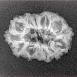 14 Mukhi Rudraksha 23.1mm 1.87gm - Xray