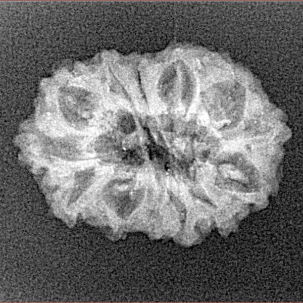 14 Mukhi Rudraksha 23.1mm 1.87gm - Xray