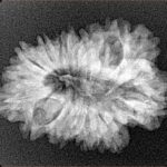 16 Mukhi Rudraksha 27.6mm 3.41gm - Xray