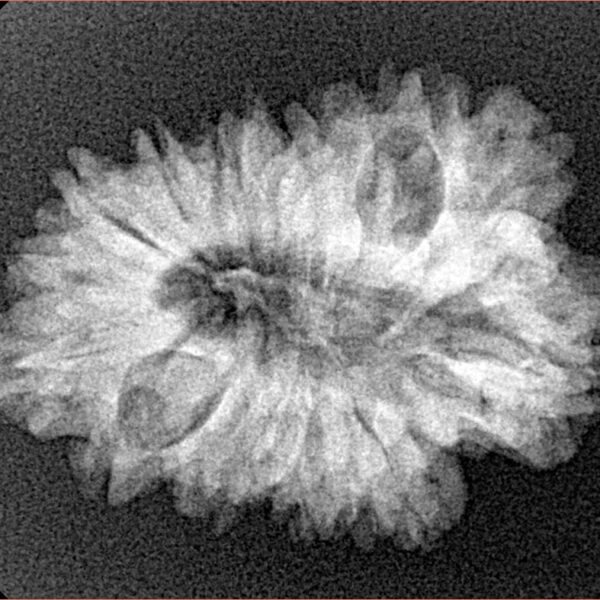 16 Mukhi Rudraksha 27.6mm 3.41gm - Xray