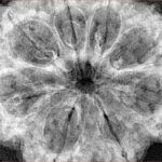 8 Mukhi Rudraksha 35.7mm 7.74gm - Xray