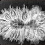 17 Mukhi Rudraksha 32.9mm 5.14gm - Xray