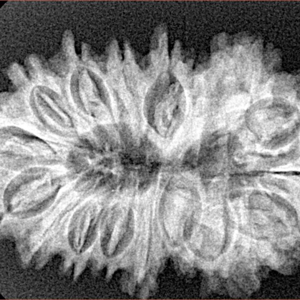 17 Mukhi Rudraksha 32.9mm 5.14gm - Xray