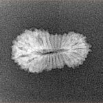 25 Mukhi Rudraksha 20mm 0.88gm - Xray