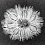 12 Mukhi Rudraksha 23.8mm 3.51gm - Xray