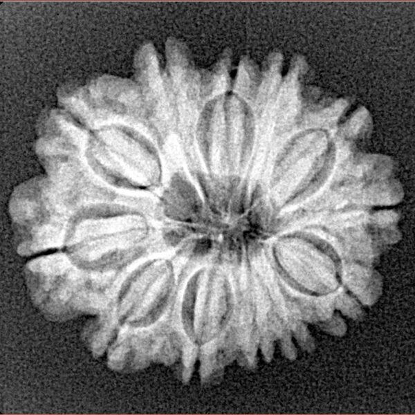 12 Mukhi Rudraksha 23.8mm 3.51gm - Xray